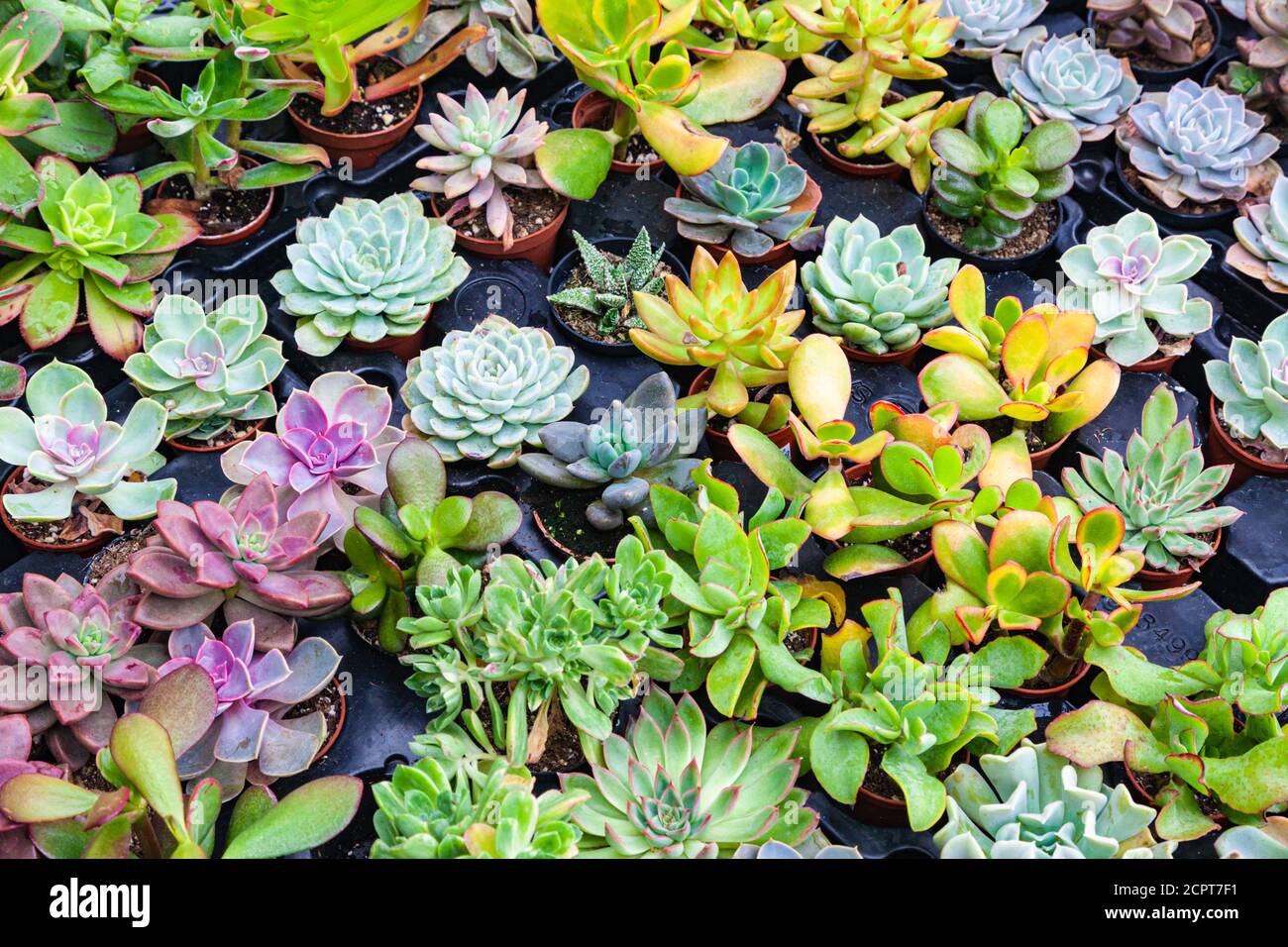 Variety of succulents for sale in a garden centre in Steveston Village British Columbia Canada Stock Photo