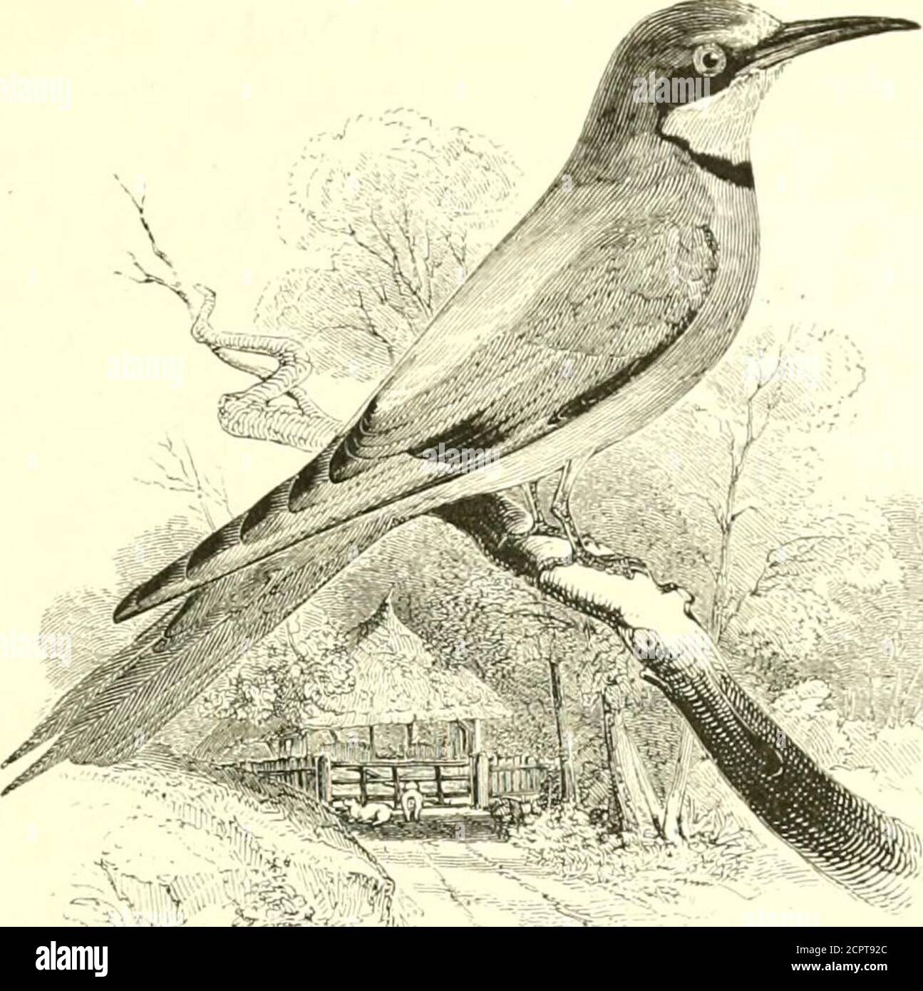 . An illustrated manual of British birds . the Bee-eater, it mayfrequently be seen sitting on telegraph-wires. The food consists ofbeetles and other insects captured on the ground. On migrationthe Roller is observed in large flocks. The adult has the head and nape greenish-blue ; mantle chestnut-brown ; upper wing-coverts dark blue; greater wing-coverts andbases of primaries light blue, quills black ; tail-feathers dark blueat the bases and in the middle, and pale blue on the lower portions ;chin white ; under parts light blue ; bill dark horn-colour ; legs andfeet yellowish-brown. Length 12 i Stock Photo