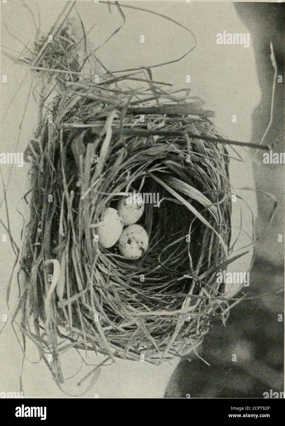 . Bird notes . cold weather not seemingto affect them in the least. Bronzk-wingkd Mannikins {Spennesles cucullata): Have not yetbred, but are now sitting on a clutch of three eggs in a domed nest con-structed in a fir bush. Grekn Amaduvadk {Siictospiza fot tuosa): Have not bred thisseasonthough a nest was built and several eggs were laid a week or two ago, butdid not hatch out, as they weie out of doors and the eggs were probablyspoiled by frost. Grkkn vSinGing Finch (Serinus iclerus): Did not breed till quiterecently, they had three young nicely feathered, but the cold of a few weeksago was t Stock Photo