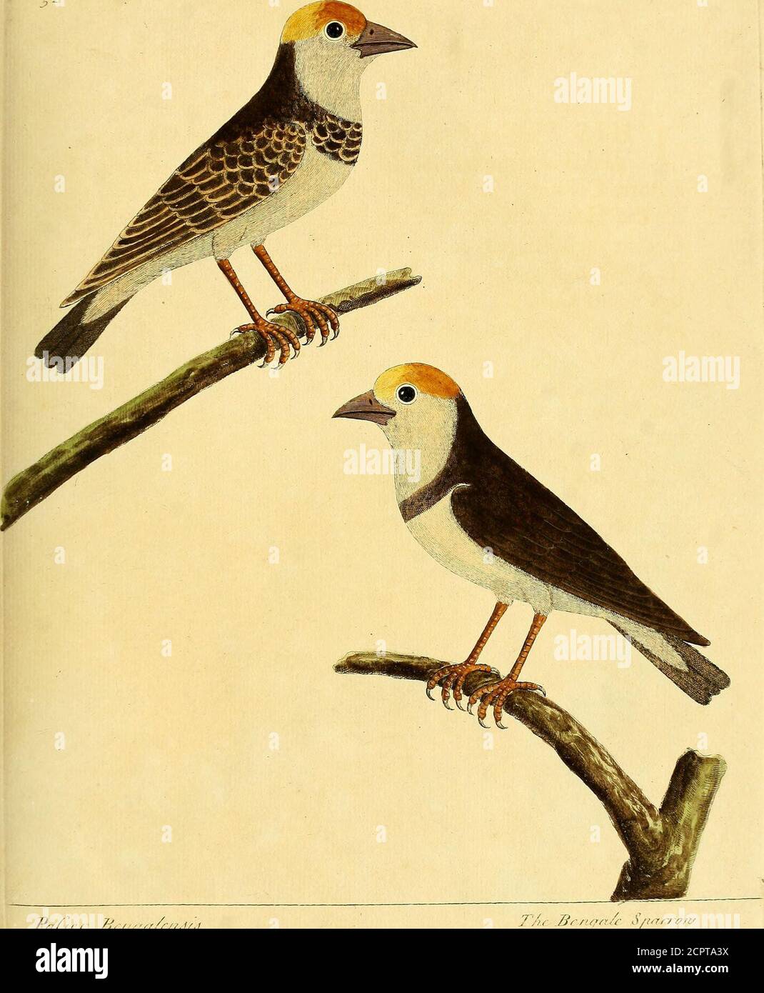 . A natural history of birds : illustrated with a hundred and one copper plates, curiously engraven from the life . The 5^. Pn/jr/ /j, /■.^r/r/Ur.^ r/(uuC ^i/ur/7Yf/i o y Stock Photo