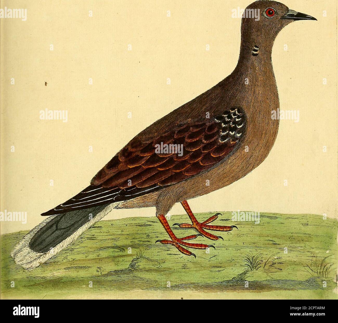 . A natural history of birds : illustrated with a hundred and one copper plates, curiously engraven from the life . undHemp-Seed ; its Stomach or Gizzard fleihy; above the Stomach theGullet is dilated into a kind of Bag, fet with papillary Glandules. ThisBird I had from Sir Rokrl Abdy^^ Tie ( 44 ) he Portugal Dovt, Numb. XLVIII. THIS Bird is a fmall matter bigger than tlie com-mon Turtle-Dove kept in Cages; the Head, Back,Breaft, and Belly were of a dusky brown ; the Bill black;The Irides of the Eyes of a beautiful fhining faffiron Co-lour: it had on the middle of its Neck on each Side twoor t Stock Photo