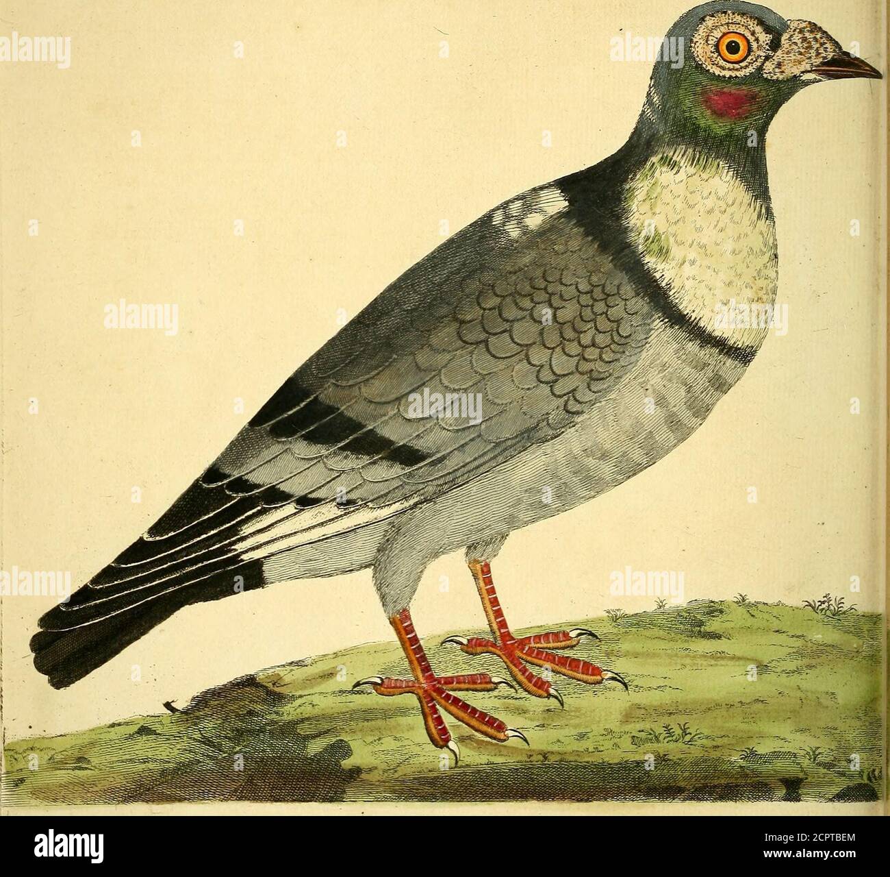 . A natural history of birds : illustrated with a hundred and one copper plates, curiously engraven from the life . T/?f^^{>jf.i 2^/fr Jj ^£--C^6!/^ i 4-5. ^/i£.Ifetynian7i^-ecr7i ( 41 ) The Horjeman Pigeon, Numb. XLV. THESE Pigeons are of a baftard Breed, between the Carrier andCropper, and fometimes the Carrier and Runt, retaining the Marksof both Sorts, having the fiejfhy Excrefcences on the Bafe of the Bill, andround the Eyes; their Crop a little fwollen ; the Irides of the Eyesof a beautiful orange Colour inclining to red. This Bird was of a dark blueilli Afli-colour; the upper Part of Stock Photo