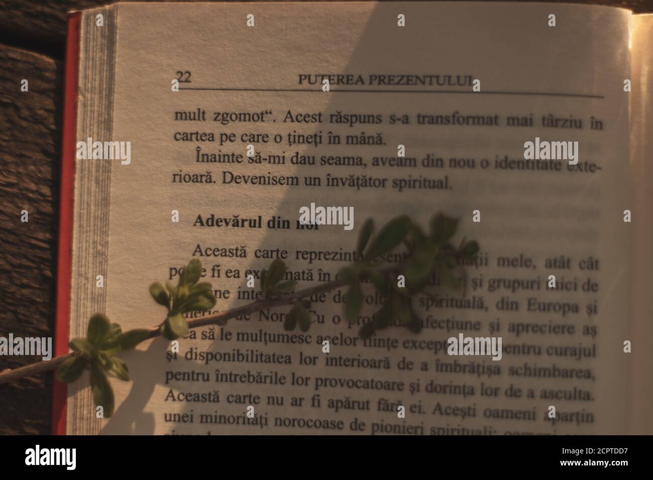 Book page with sunshine coming on it, little branch on the page, Romania language Stock Photo