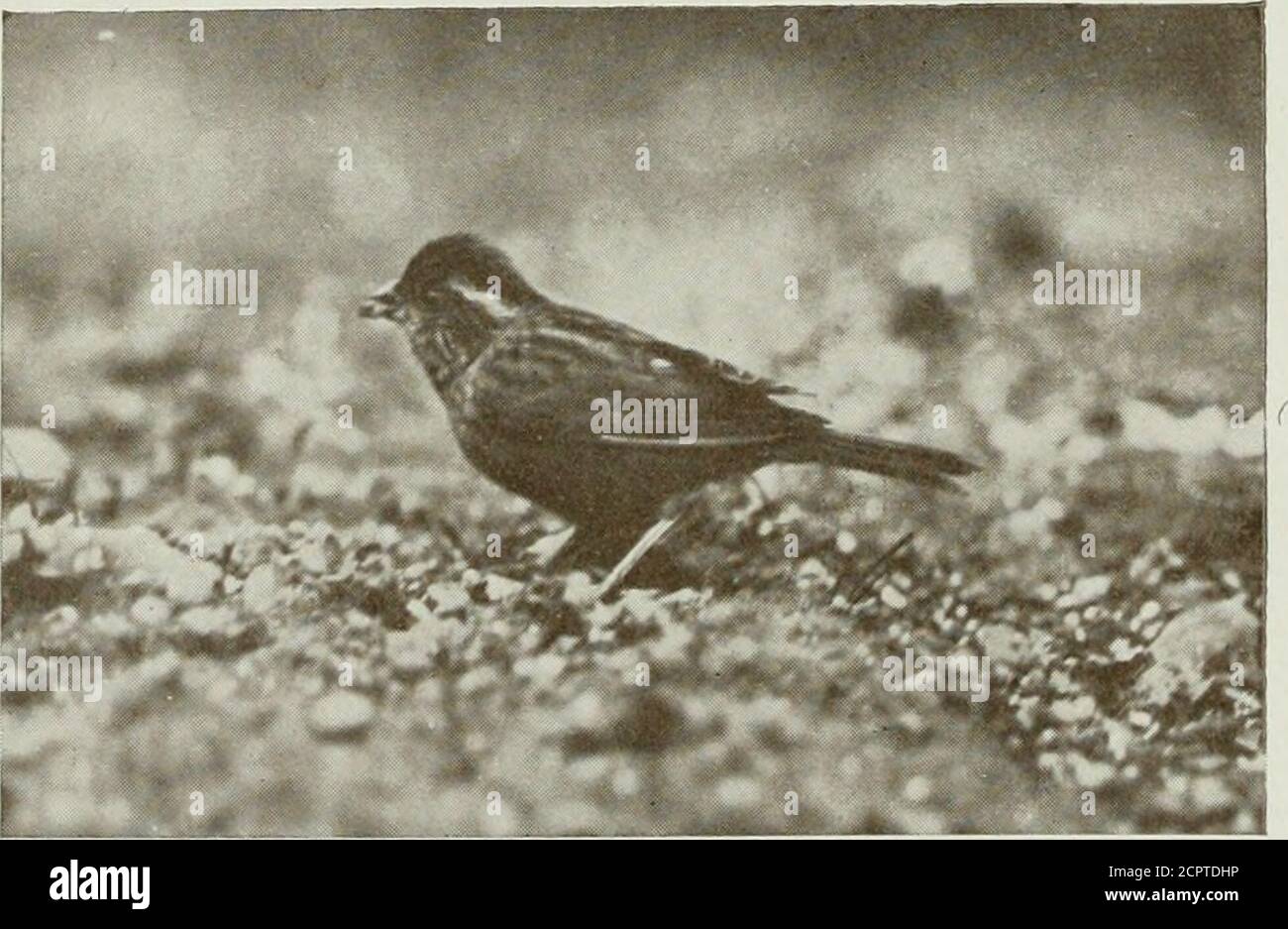 . Bird notes . X MAGPIR MANNIKIN HYBRID. (Spertnestes cucullata)IA mawesthes fringilloides).. Photos by R. O. Pag,PINK-KROWED KOSHFINCH.(Propasse.r rhodochrous). 123 erected and extended, vigorously pouring out his song (by courtesy) the whole time. At this time he is a handsome bird indeed, and I am not without hopes of breeding them. The female is rather smaller, slightly less rosy in hue, and the feathers of the head not quite so long as those of the male. As regards song this is decidedly below par, even for Starling melody. * # * Pink-browed Rose Finch (Propasser rhodochrous). Themale is Stock Photo