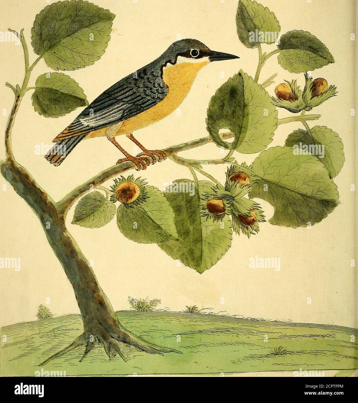 . A natural history of birds : illustrated with a hundred and one copper plates, curiously engraven from the life . Ficic&lt;f jfiMcunu^ Tu^er The qreat Ir/a^A Tfj^o-dp^^ker #fs^v^. Jt^fa Jlti J^idt^ Ct/iert-fcf. zAr^ PluiA^i^A. ( 27 ) The Nuthatch Sitta Jeu Picus cineru?. Numb. XXVUL. ITS Weight was one Ounce; its Length, from the Tip of the Billto the Endof;the Tail,was five Inches and three quarters, to the End of the Toes fix Inches 5 the:Bill was ftreight, triangular, black above, underneath towards the Throat white, al-moft an Inch long, meafuring from the Tip to the Angles of the Mouth; Stock Photo