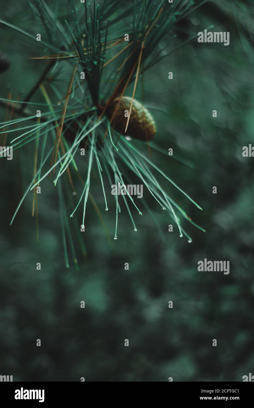 Pine branch with water drops, cold rainy day Stock Photo