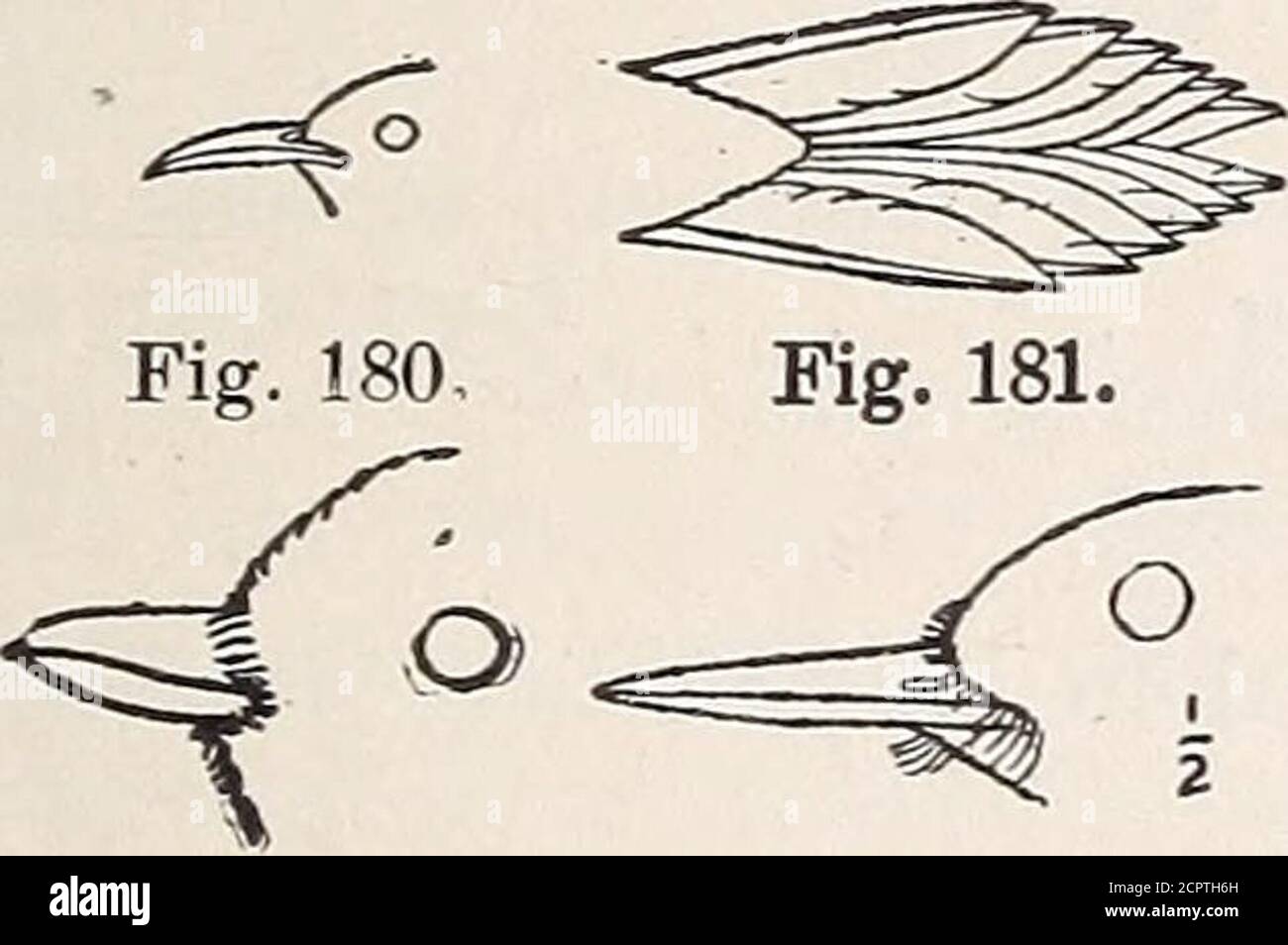 . Handbook of birds of the western United States including the great plains, great basin, Pacific slope, and lower Rio Grande valley . ORDER GALLING: GALLINACEOUS BIRDS. (Families Tetraonid^, Phasianid^, and Cracid.e.) FAMILY TETRAONIDiE: GROUSE, PARTRIDGES.QUAILS, ETC. KEY TO GENERA. 1. Legs feathered down to hase of toes. • 2. Tail feathers narrow and pointed. Centrocercus, p. 133. 2. Tail feathers broad and rounded.3. Sides of neck with tuft of feathers. Tympanuchus, p. 129. Stock Photo