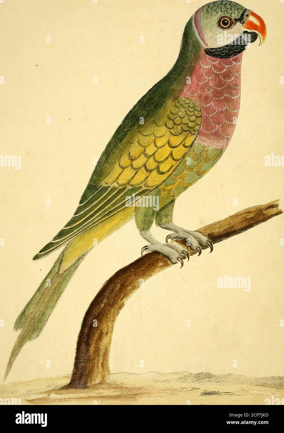 . A natural history of birds : illustrated with a hundred and one copper plates, curiously engraven from the life . ■( < ,V/i v#tf, , ■ • // ; . V .Jr7y^M/.</ /-^. fA^ Sn7^-e/er Td/ynAcet/y-rmz :£.ijt-Jn</ek (17) The Bracelet ^aroqueet from Eaft-Iadia. Numb. XVIII. THIS Bird is about three times as big as the fmallGreen Paroqueet; the Top of the Head was of ablueilh green; the Cheeks were more dilute; the Bill thickand hooked; the upper Mandible orange colour, thelower black; the Irides of the Eyes of a lovely yellow,incircled with a dusky brown: It had a broad blackline reaching fr Stock Photo