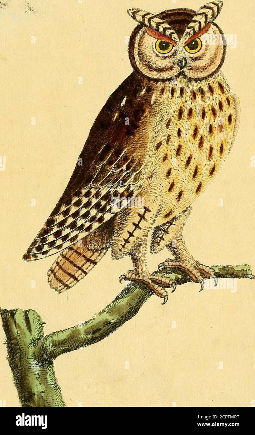 . A natural history of birds : illustrated with a hundred and one copper plates, curiously engraven from the life . rs fix Inches long; the exteriourbeing fhorteft, and the reft in Order to the middlemoft; fo that whenIpread it was terminated in a circular Circumference, croffed with fix orfeven Bars of black, but narrower than in other Birds of this Kind, the inter-mediate Spaces above were of an Afh-colour, below of a pale Yellow. The Legs are feathered down to the Feet, which are of a Light-brown;the Claws black; that of the middle Toe on the infide thinned into anEdge; the outermoft of the Stock Photo
