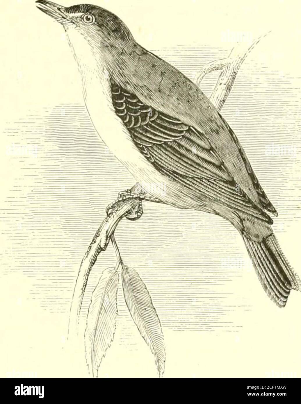 . An illustrated manual of British birds . ded tail; whence its Spanishnames of Alza-cola, and Alza-rabo. I have not found it to beat all shy, until it becomes conscious of being watched and followed :a proceeding which it naturally resents, as do most birds. Theoriginal English name of Rufous Sedge Warbler is remarkably inap-propriate, as the bird is never seen in sedges, and is rather partial toarid places. Its food consists of insects. The song is said toresemble that of the Redbreast. Adult male : upper parts chestnut-brown; a broad whitish streakabove the eye to the nape ; quills brown wi Stock Photo