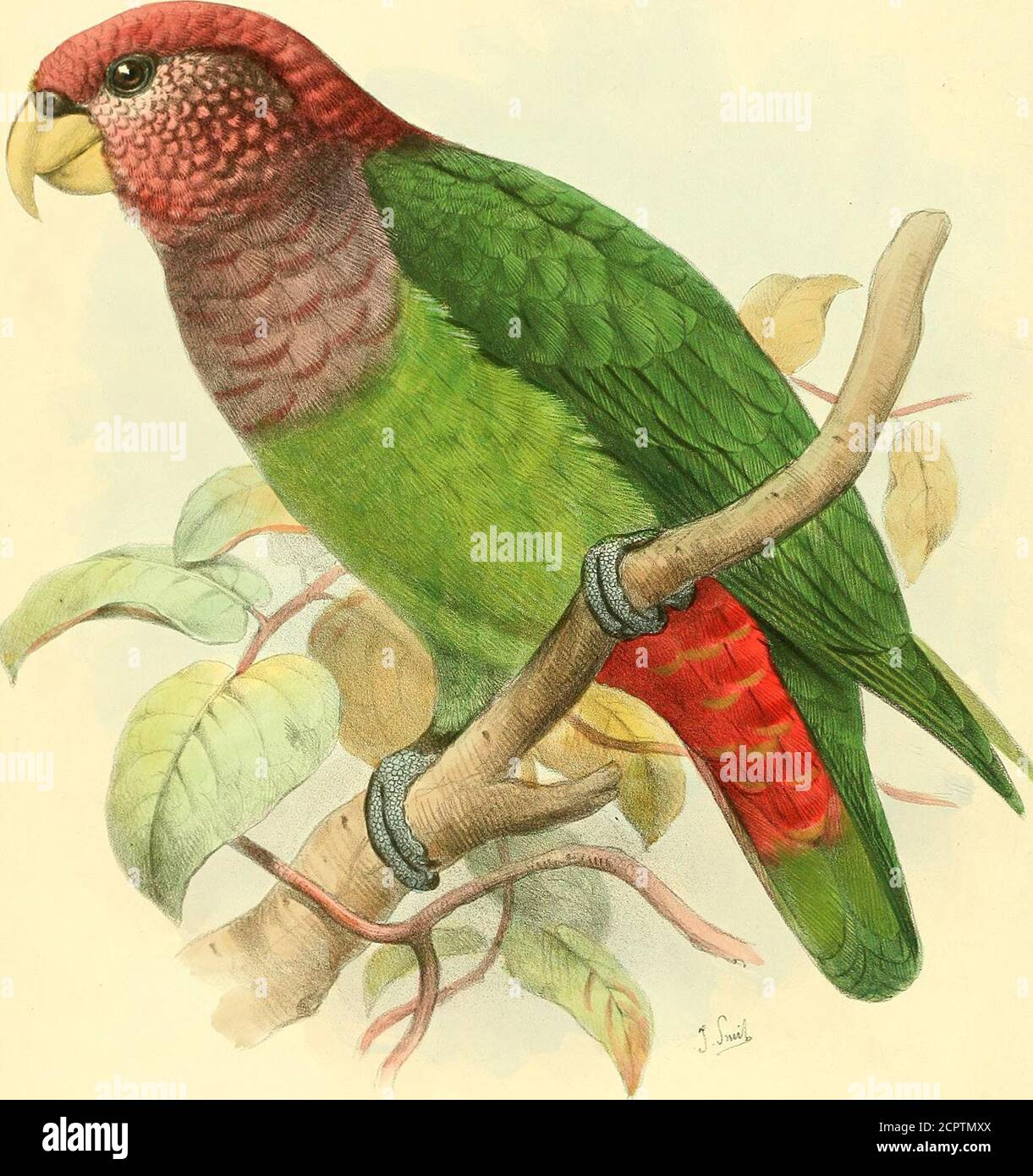 . Ornithological miscellany . J.Str.it hth ^ H.-mhart imp PIONUS CORALLINUS. ORNITHOLOGICAL MISCELLATff.. JSmit MtW. Tra.-nh.ai-t -t -mp- PIONUS TUMULTUOSUS. ON THE AMERICAN PARROTS OE THE GENUS PIONUS. By R L. SCLATER, M.A., Ph.D., F.R.S.(Plates LXXX. & LXXXI.) In spite of what certain Indian criticizers may say, Dr. Finschs Papageienis, in my opinion, one of the best bits of ornithological work of the presentday; and although it will no doubt be eventually superseded by a newmonograph, it will ever remain as the leading authority upon the subject upto the time of its publication. Having con Stock Photo