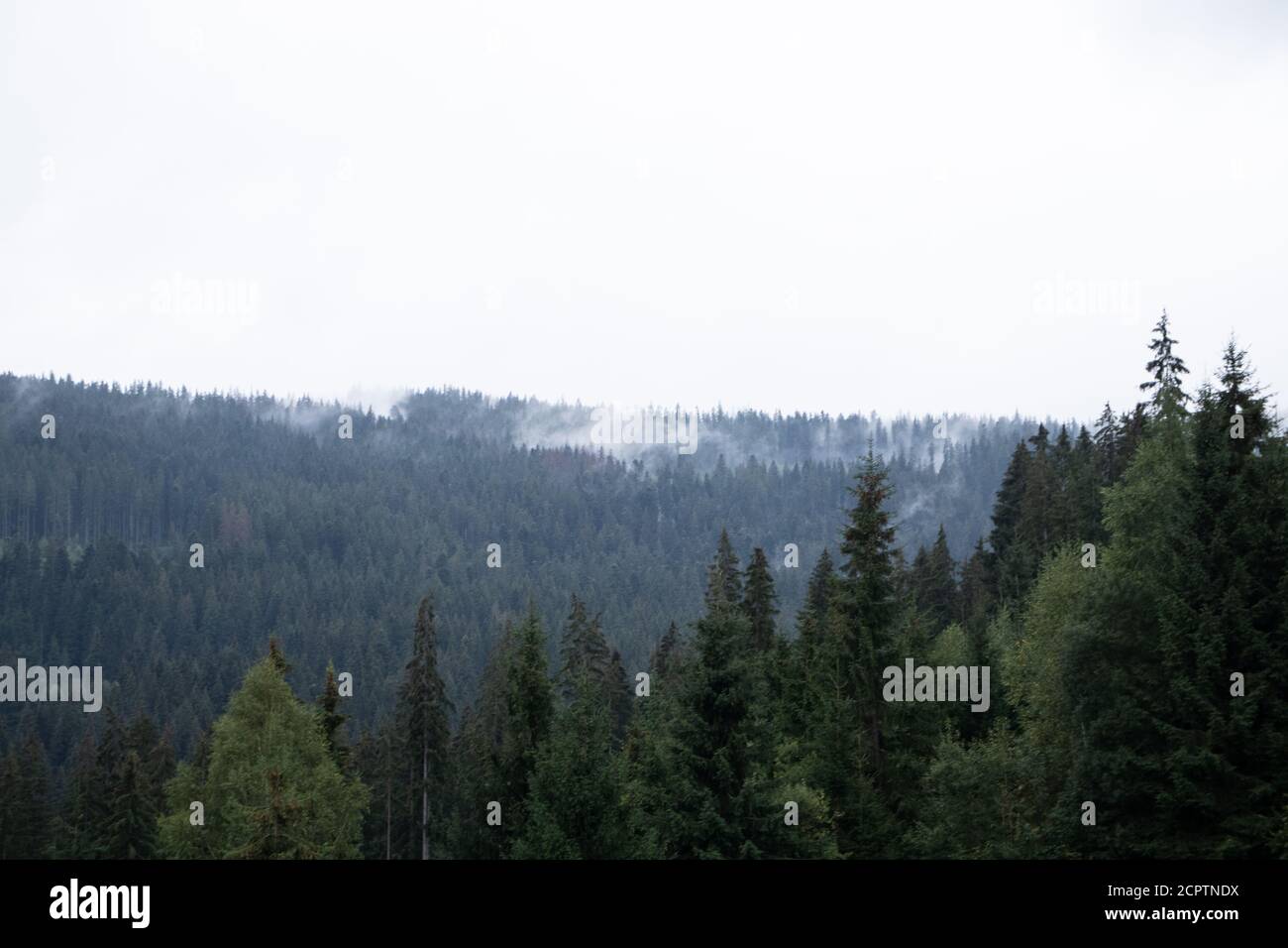 Pine forest with clouds fog surrounding it, mystery Stock Photo - Alamy