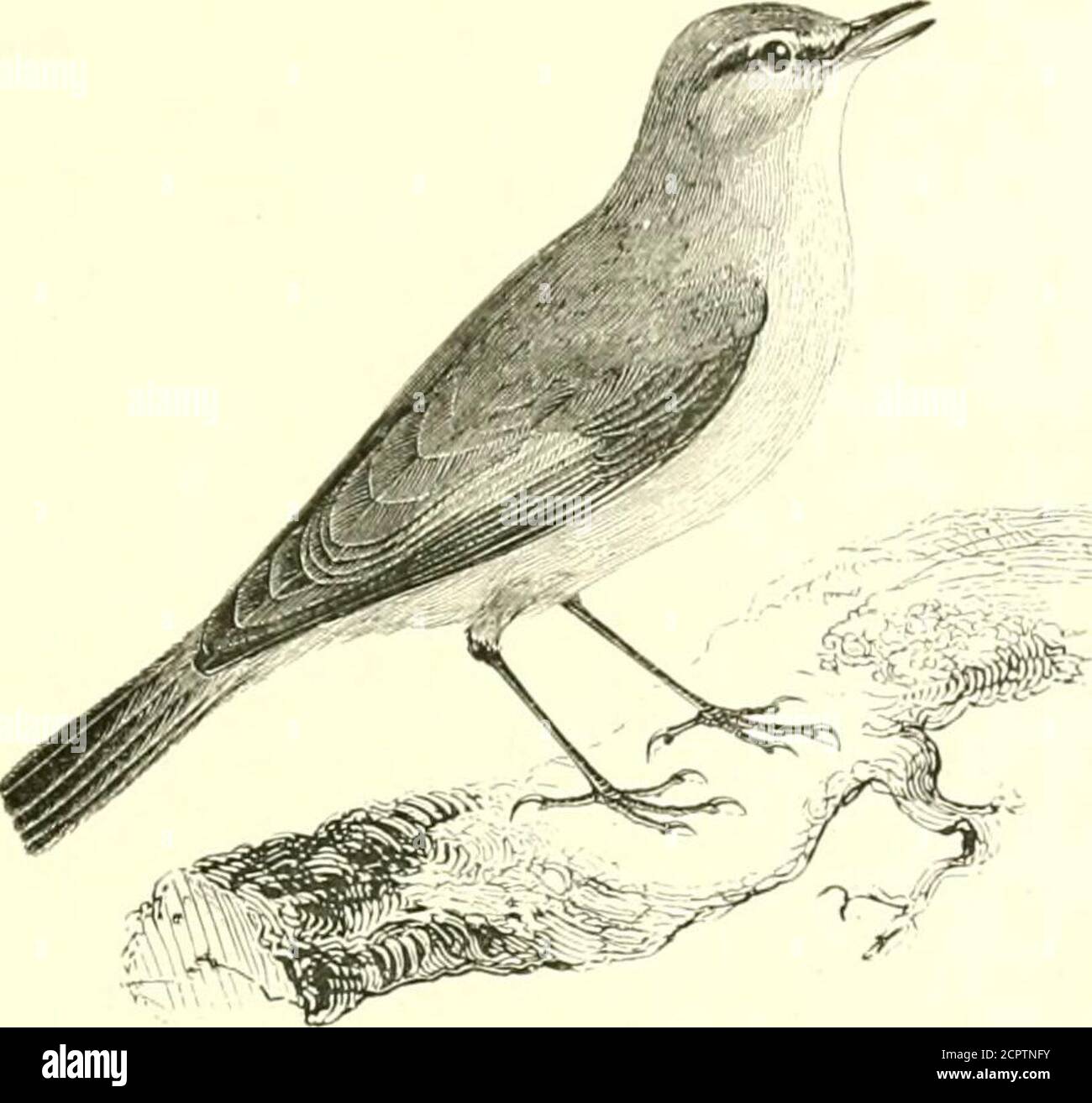 . An illustrated manual of British birds . on the centre of the crown of the head a paleline; a yellowish stripe over the eye from the base of the bill tothe occiput; a short streak of the same colour beneath the eye, anda narrow dusky band passing through the eye to the ear-coverts;under parts pale yellow ; the ridge of the wing bright lemon-colour;wing-feathers dusky, edged with pale yellow, becoming broader onthe secondaries; two conspicuous bands of lemon-colour across thecoverts : bill brown, paler at the base ; mouth yellow; legs and toesbrown, with the under surface of the toes inclinin Stock Photo