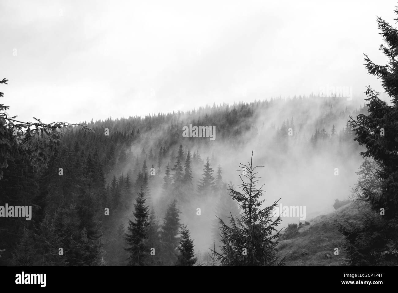 Pine forest with clouds fog surrounding it, mystery Stock Photo