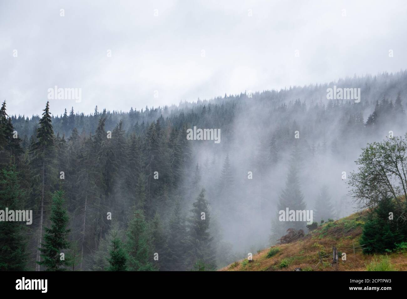 Pine forest with clouds fog surrounding it, mystery Stock Photo - Alamy