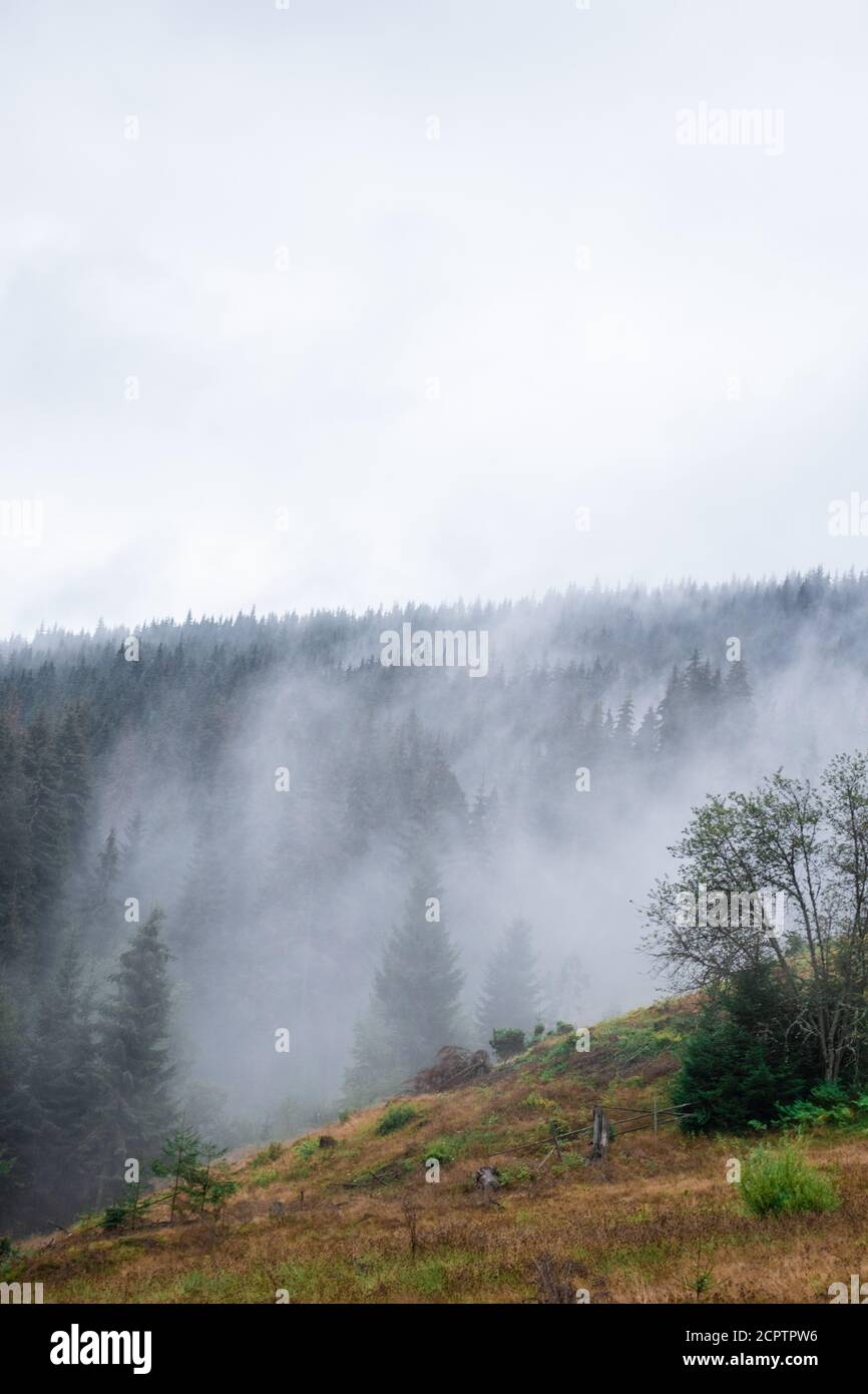 Pine forest with clouds fog surrounding it, mystery Stock Photo - Alamy