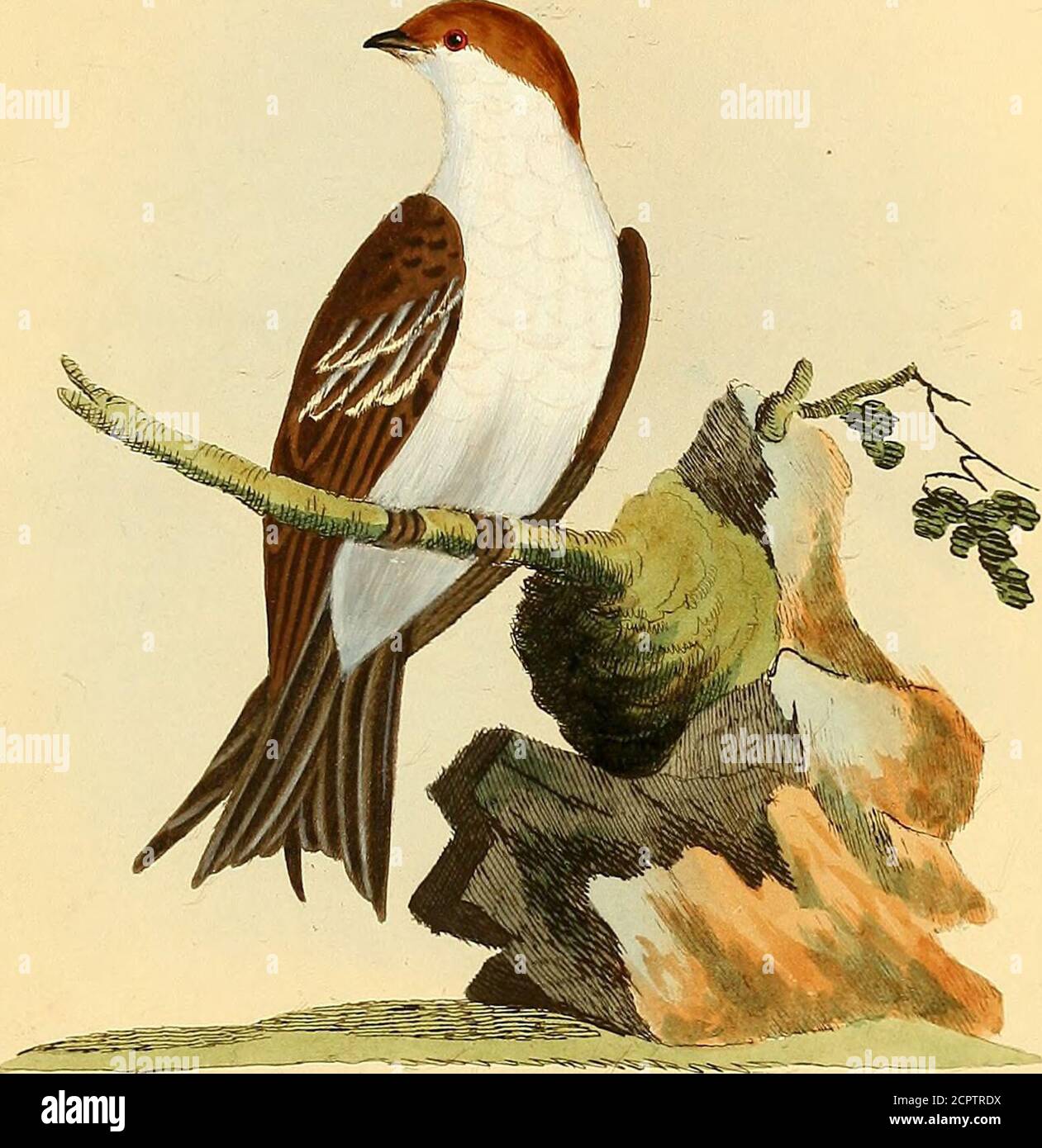 Bookidgeneralhistoryo07lath hires stock photography and images Alamy