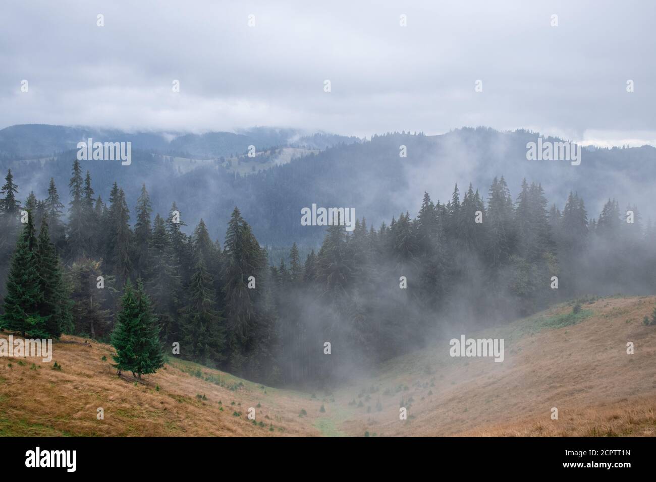 Pine forest with clouds fog surrounding it, mystery Stock Photo - Alamy