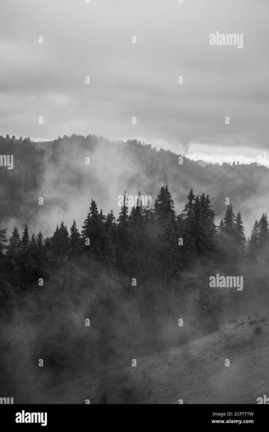 Pine forest with clouds fog surrounding it, mystery Stock Photo Alamy