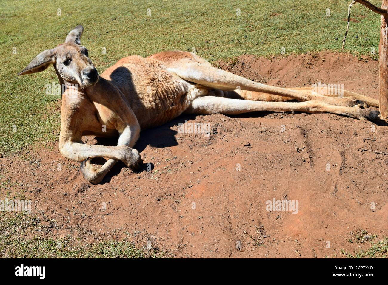 red kangaroo muscles