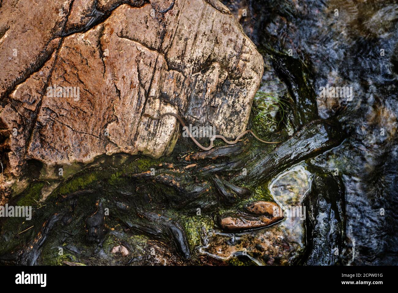Snake on a rock hi-res stock photography and images - Alamy
