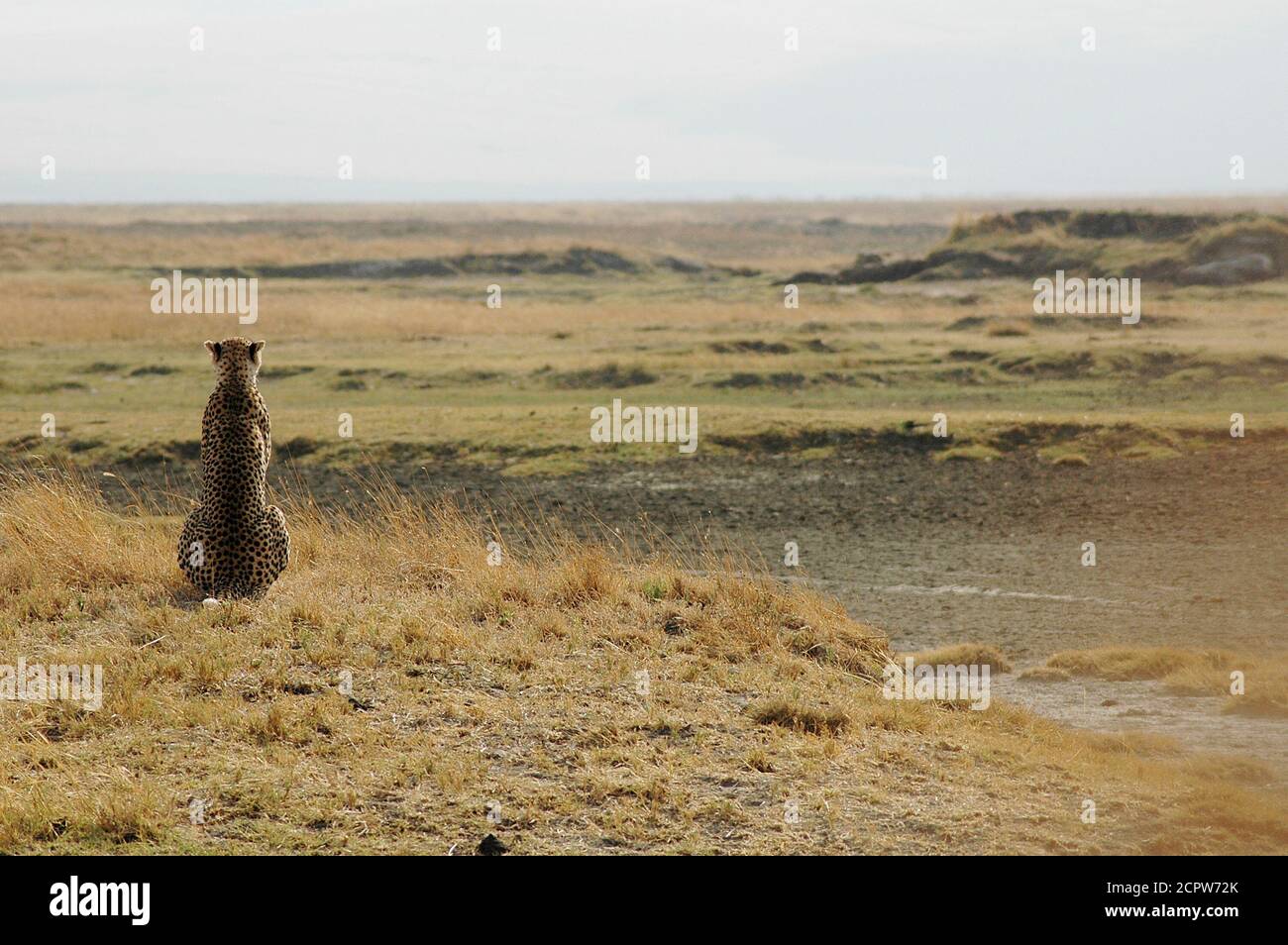Zaria Top - Cheetah main image 0