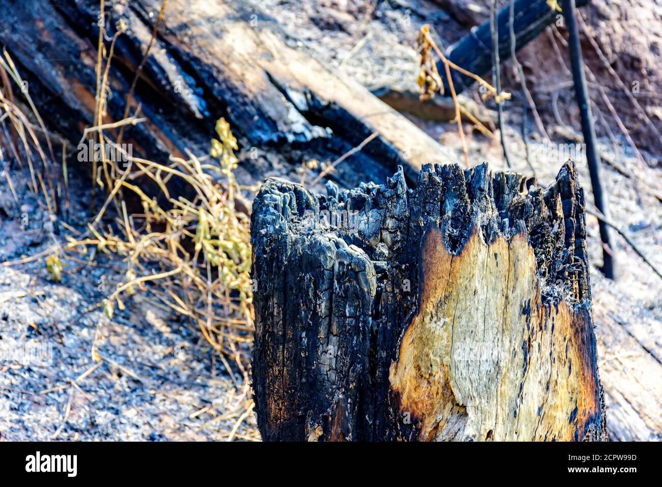 Logs, trees and vegetation burned during forest fire in Brazil Stock Photo