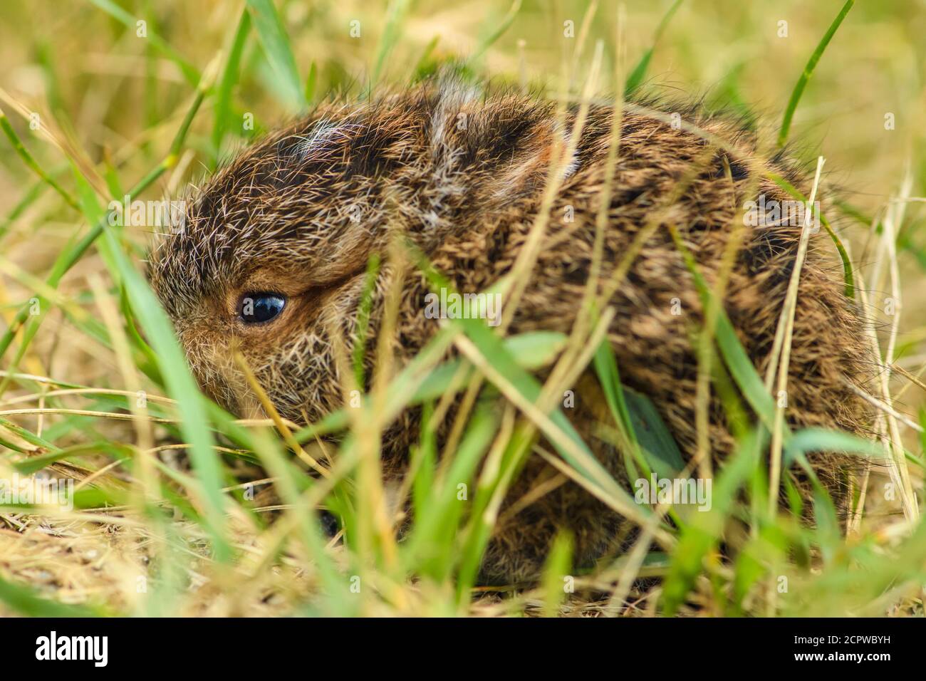 Varying/snowshoe hare (Lepus americanus) Newborn baby attempting to camouflage in grass, Greater Sudbury, Ontario, Canada Stock Photo