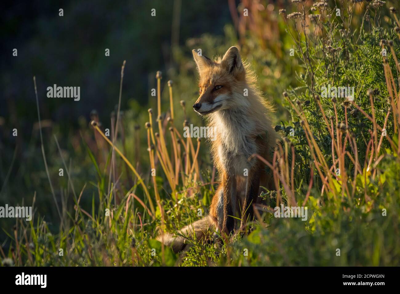 Red fox (Vulpes vulpes), Crow Head, Newfoundland and Labrador NL, Canada Stock Photo