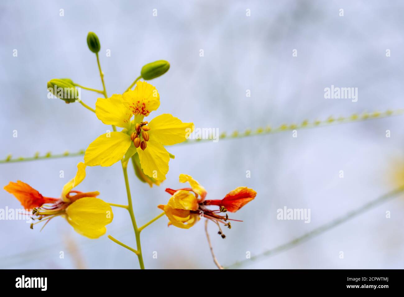 Yellow flowers of a Jerusalem thorn tree or Palo Verde (Parkinsonia aculeata) in a park in Granada Stock Photo