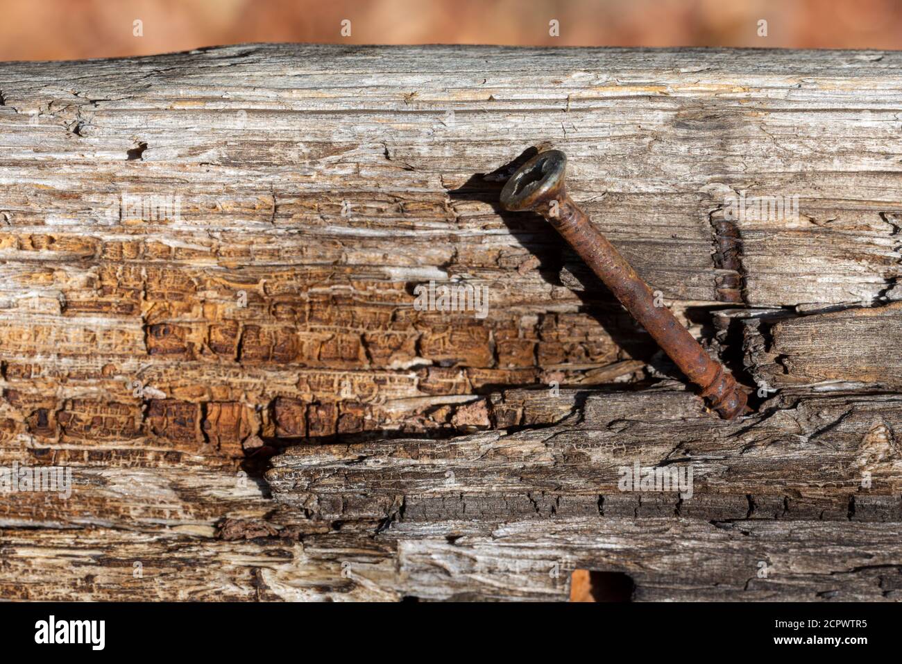 Rusty bolt in an old wooden log Stock Photo - Alamy