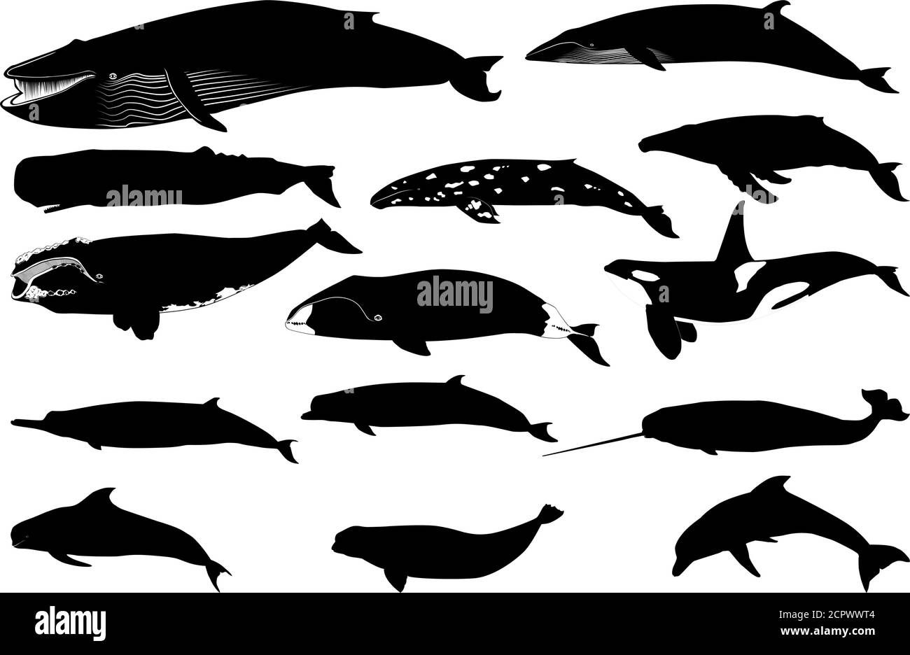 Various silhouette vector  of a whale and a dolphin separated on white background Stock Vector