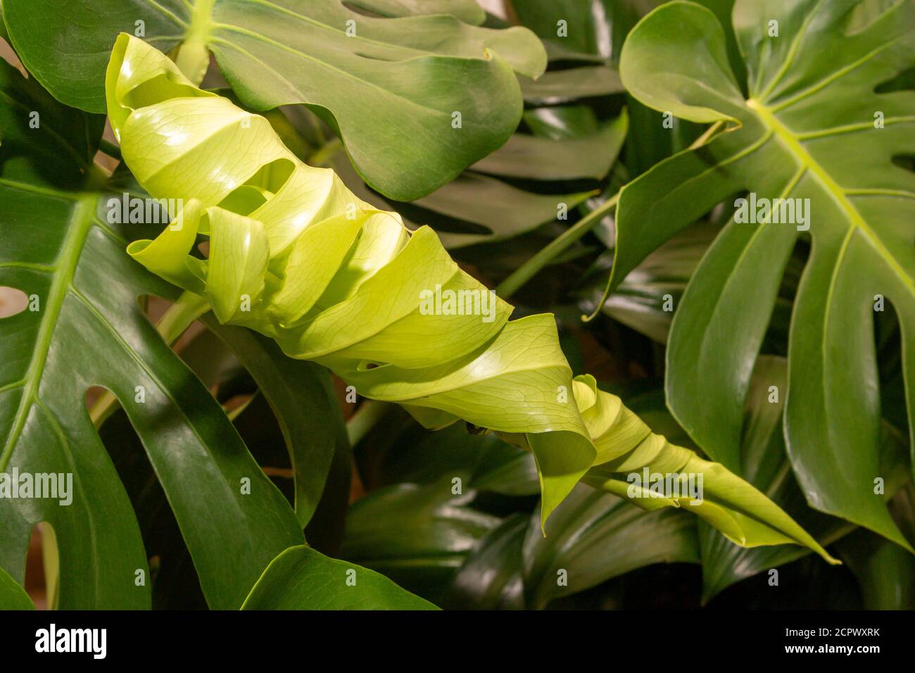 a new leaf in the plant monstera formation Stock Photo Alamy