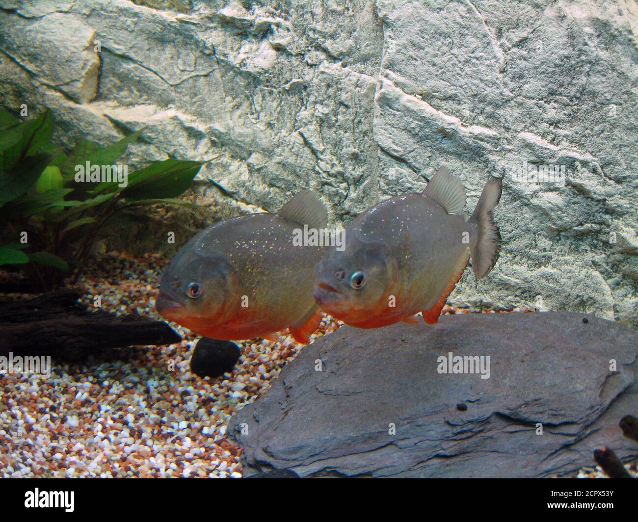 Pair of Red piranha, Pygocentrus nattereri Stock Photo