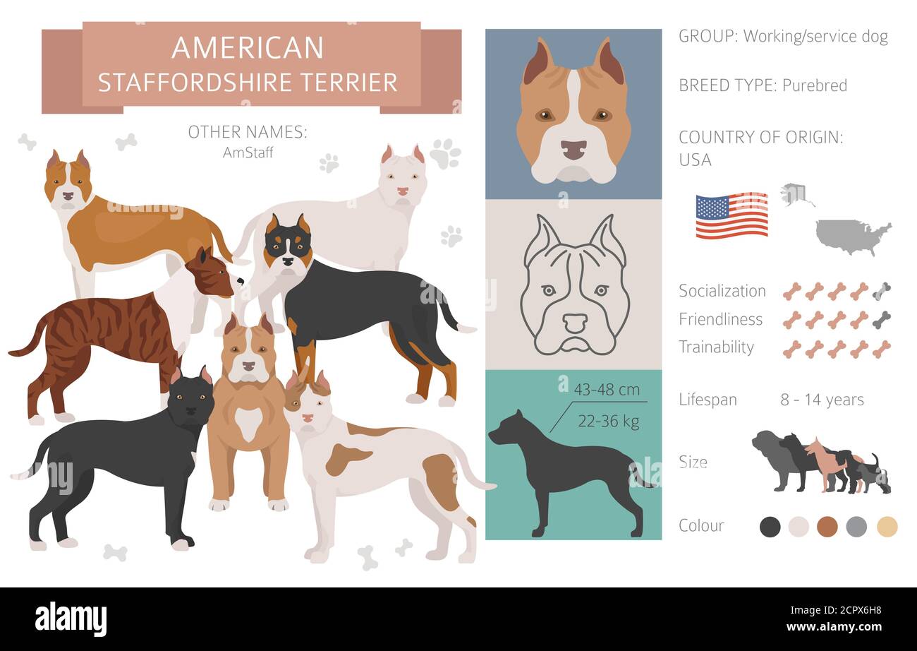 Стандарт породы американский стаффордширский терьер. Инфографика собаки. Американский стаффордширский терьер вектор. Собака инфографика на белом. Инфографика дог френдли.