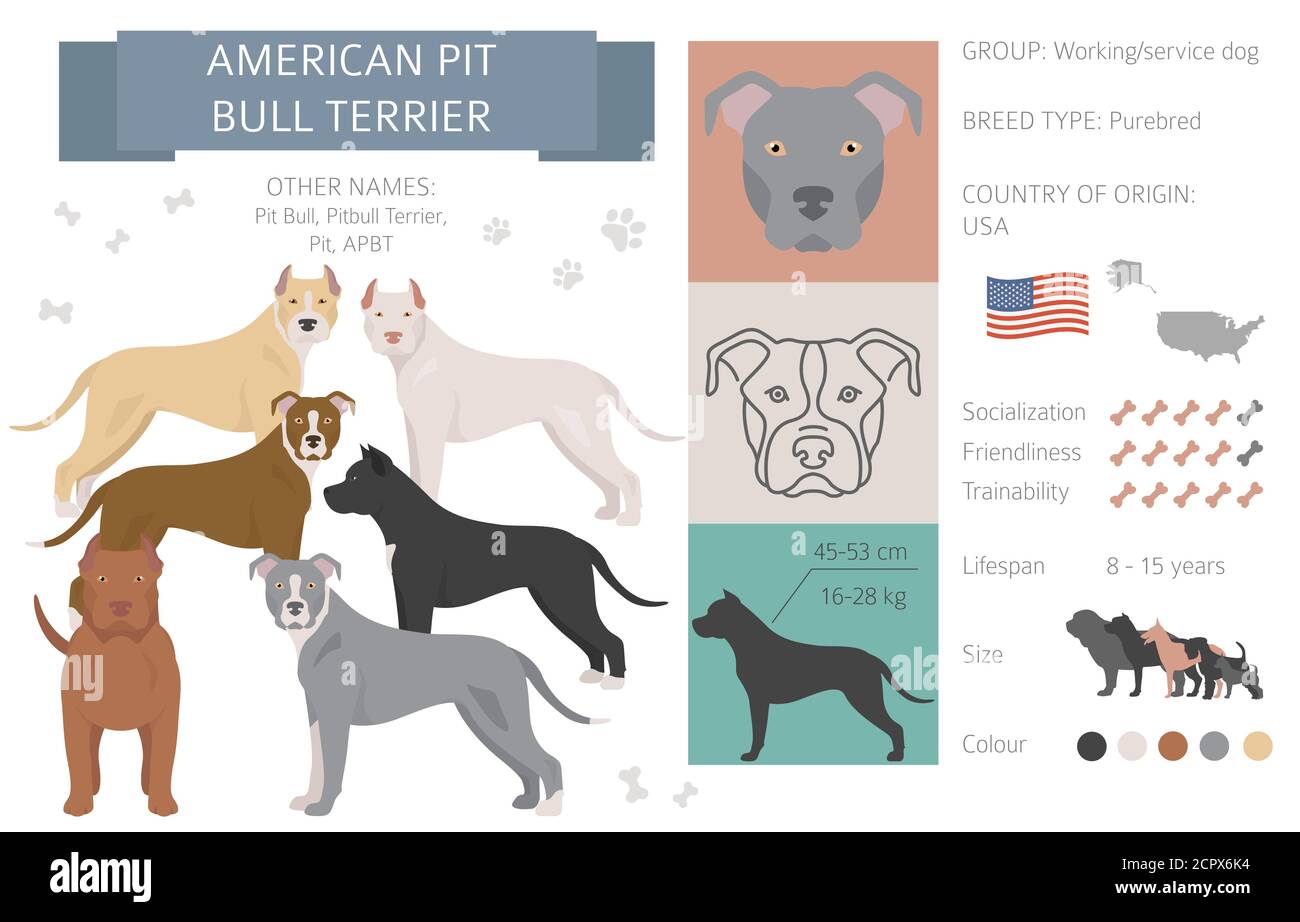 American pit bull terrier dog isolated on white. Characteristic, color