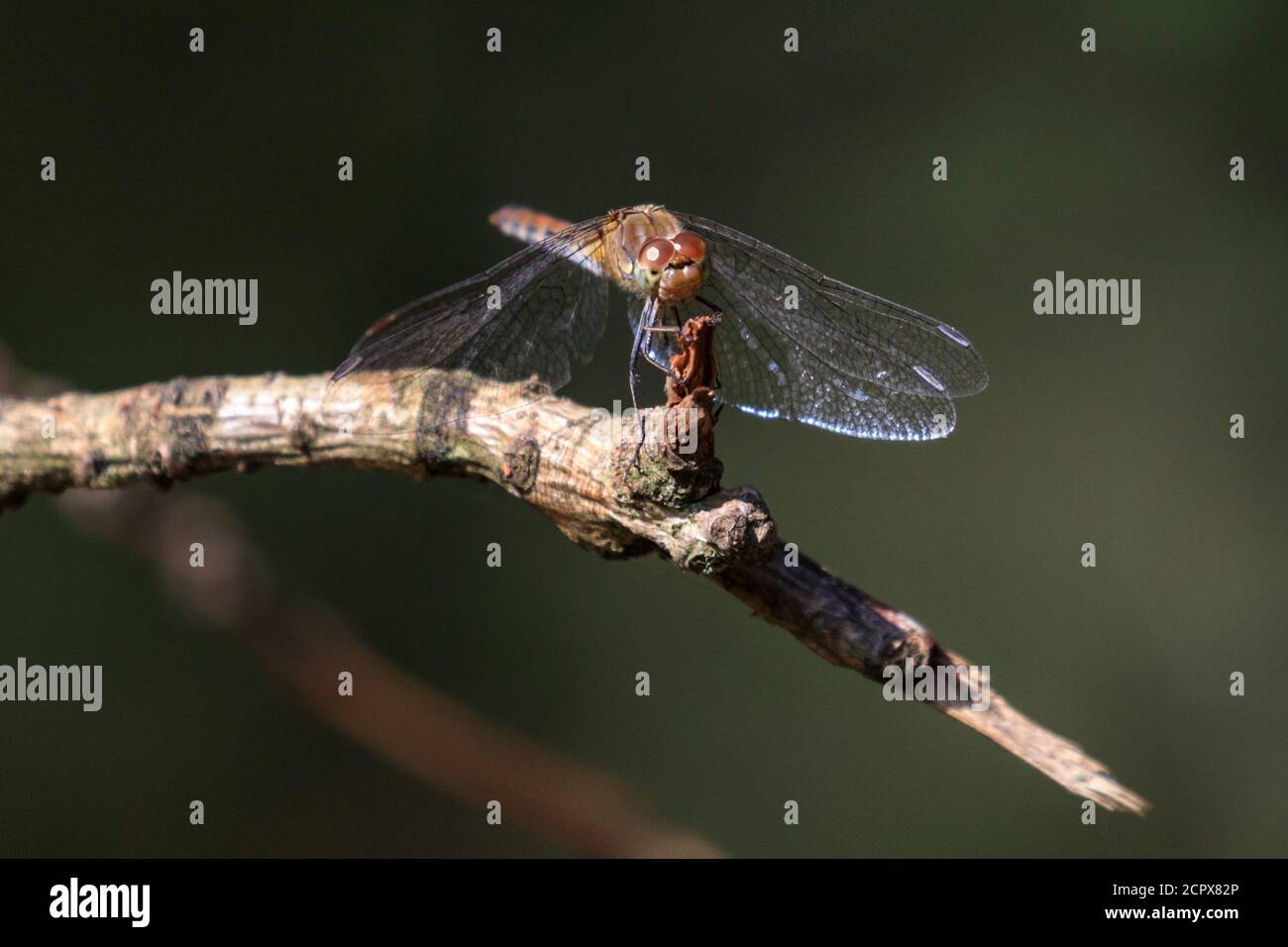 Dülmen, North Rhine-Westphalia, Germany. 19th Sep, 2020. A pretty darter dragonfly, or common darter (Sympetrum striolatum) appears to grin as it sunbathes in warm, sunny weather by a pond. Temperatures are set to remain unseasonally warm in NRW in the coming days. Credit: Imageplotter/Alamy Live News Stock Photo