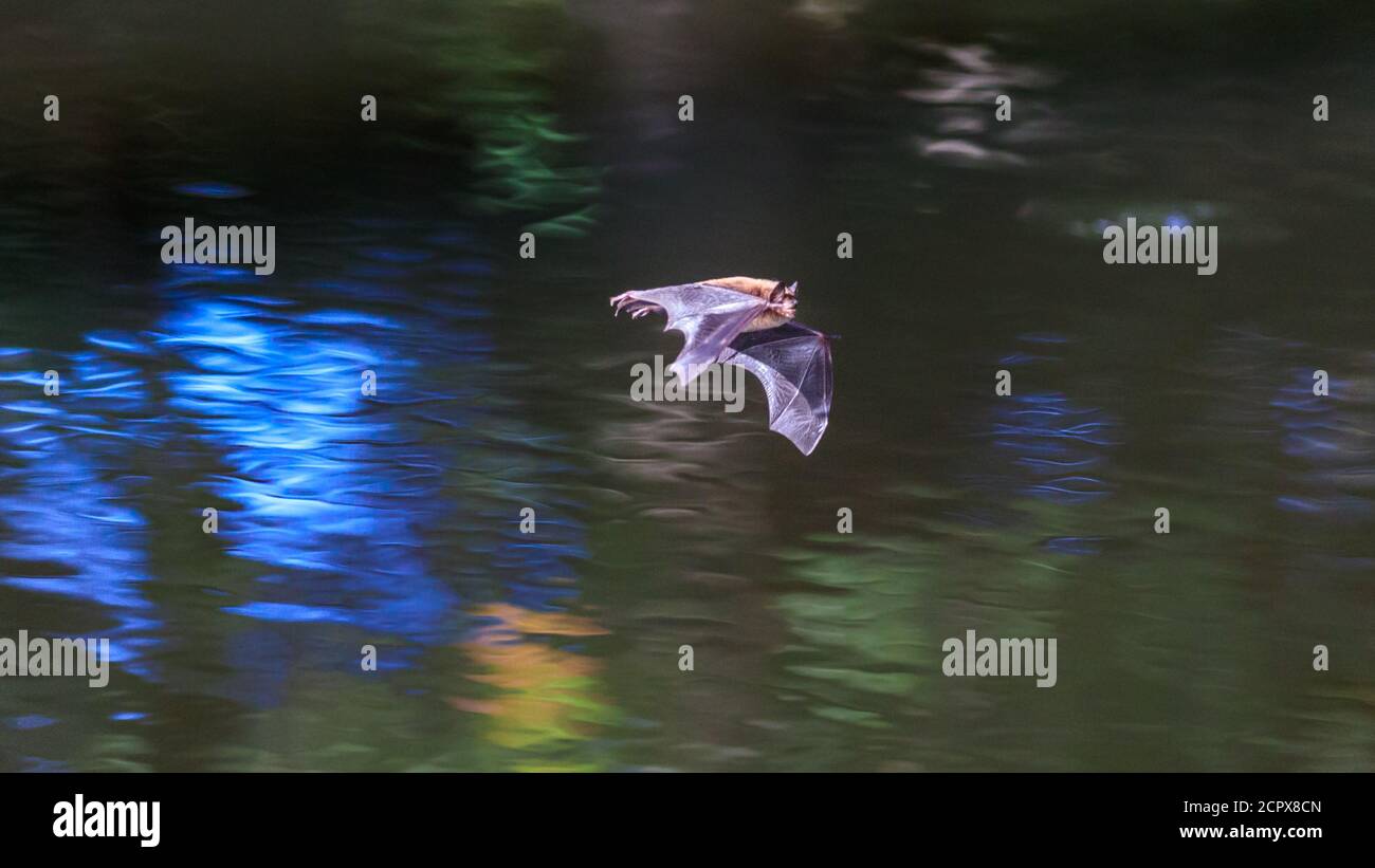 Dülmen, North Rhine-Westphalia, Germany. 19th Sep, 2020. A small greater mouse-eared bat (Myotis myotis), usually only spotted out at night, is seen hunting for insects in the warm sunshine, flying just above the water of a small pond. Some bats show the unusual behaviour in autumn to fatten up for the long winter months ahead. Credit: Imageplotter/Alamy Live News Stock Photo