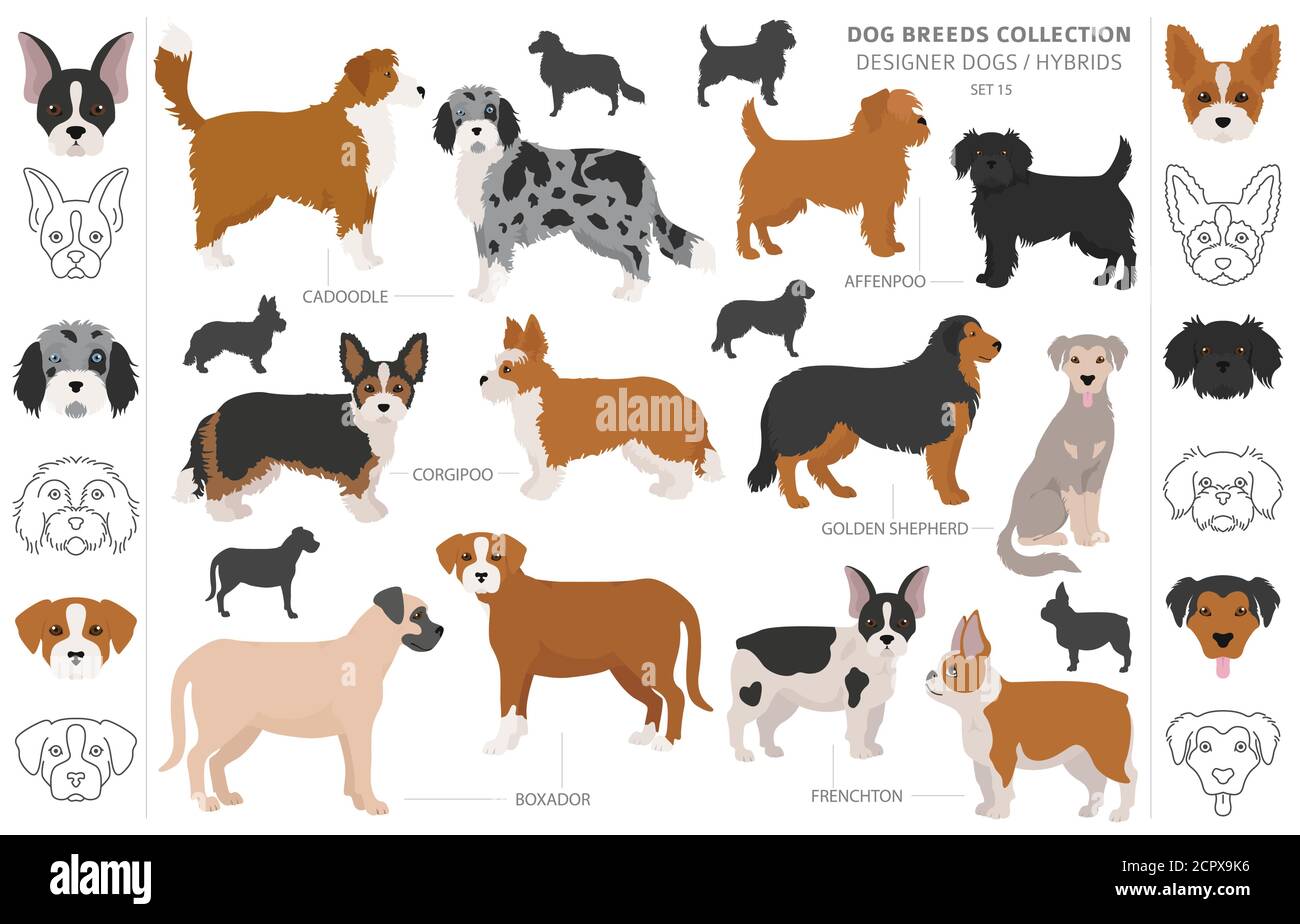 Designer dogs, hybrid pooches collection isolated on white. Flat style dog set. Vector illustration Stock Vector Image & Art - Alamy