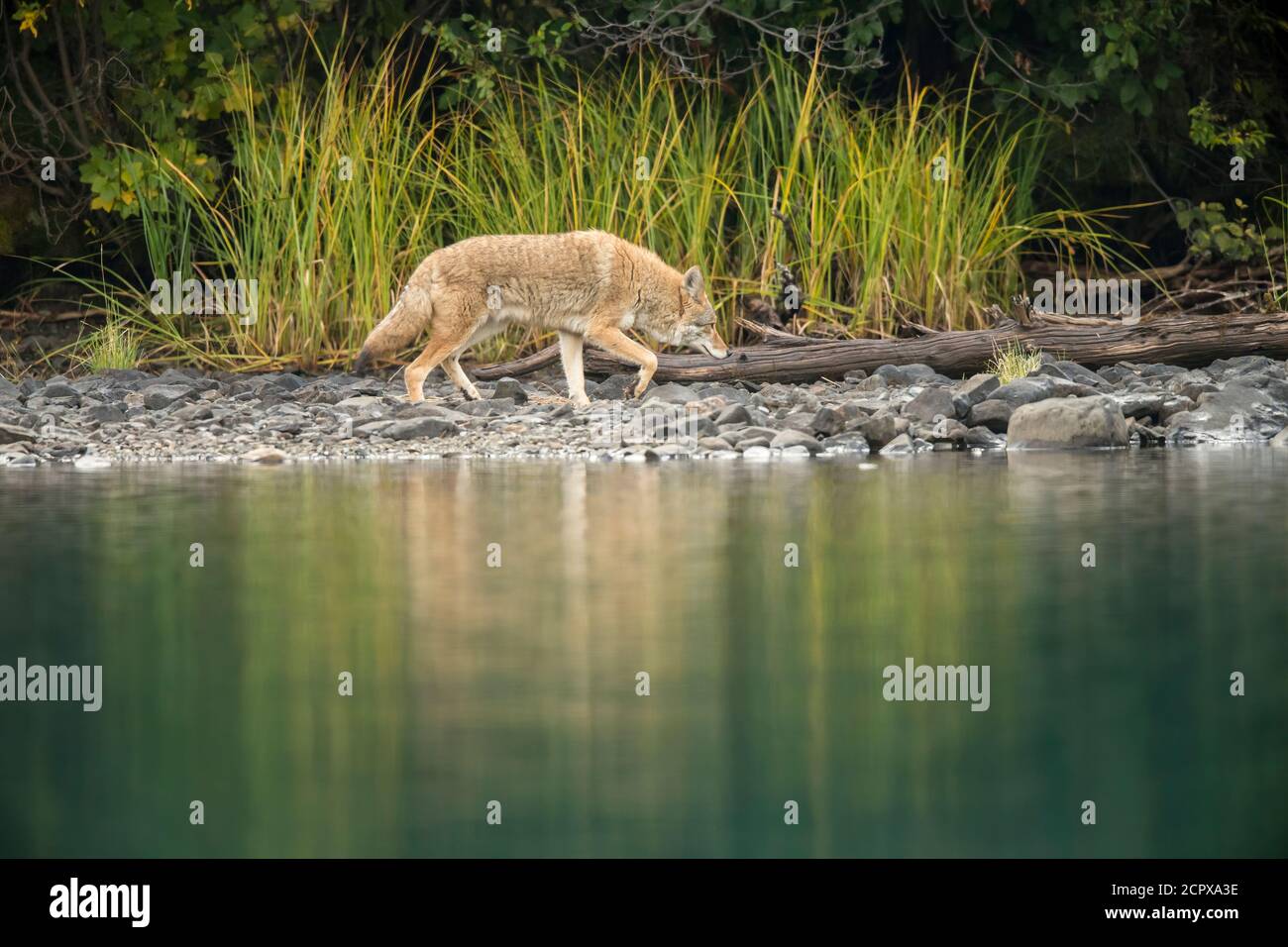 Coyote (Canis latrans)- Walking shoreline of the Chilko River, Chilcotin Wilderness, BC Interior, Canada Stock Photo