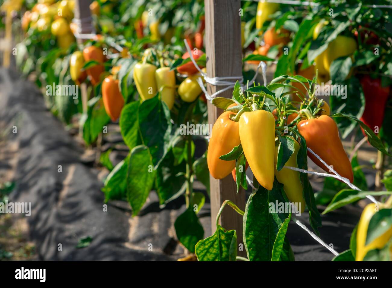 Bell peppers ripen on the beds. New crop Stock Photo