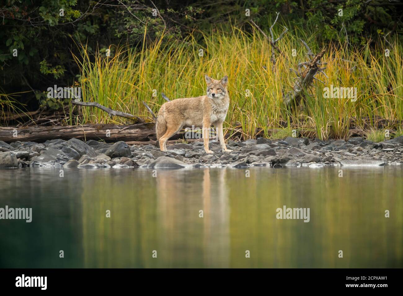 Coyote (Canis latrans)- Walking shoreline of the Chilko River, Chilcotin Wilderness, BC Interior, Canada Stock Photo