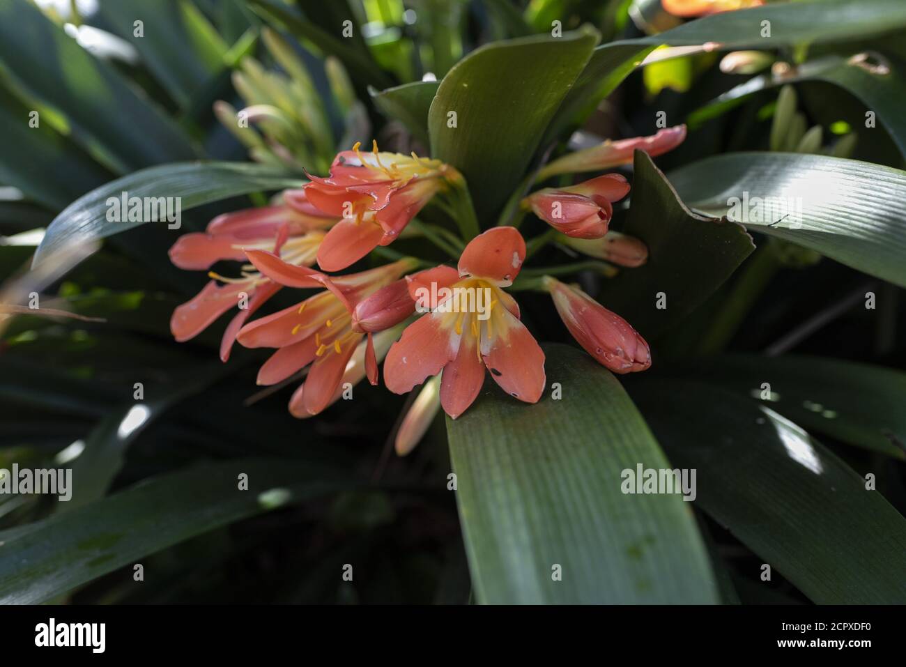 Closeup shot of beautiful Bush Lily flowers Stock Photo
