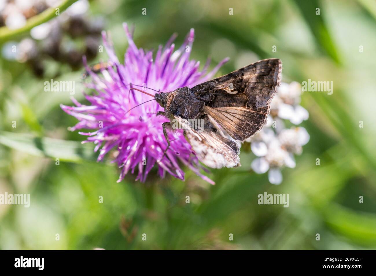 Silver Y moth nectaring Stock Photo