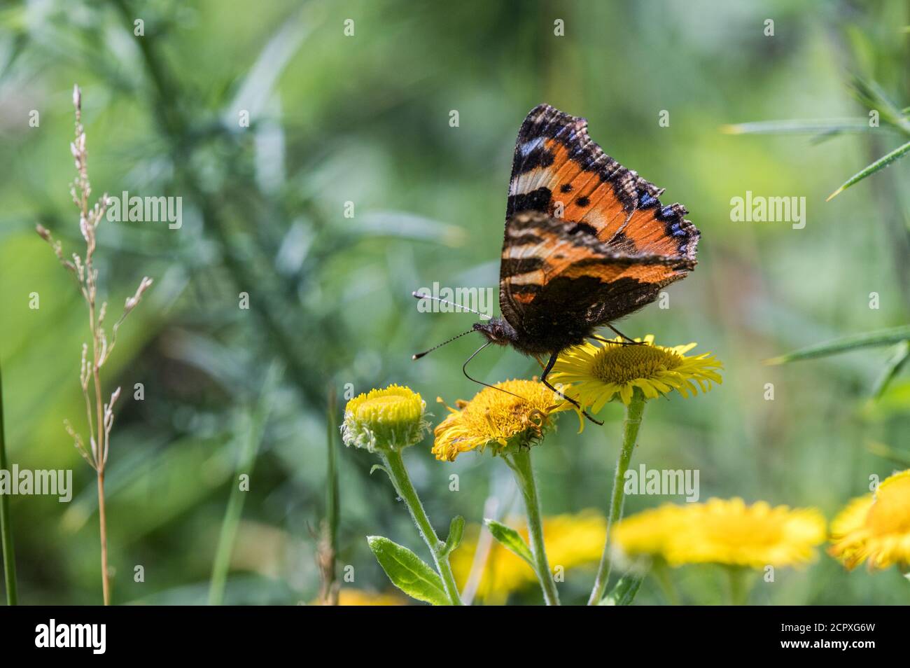 Small Tortoiseshell butterfly nectaring Stock Photo