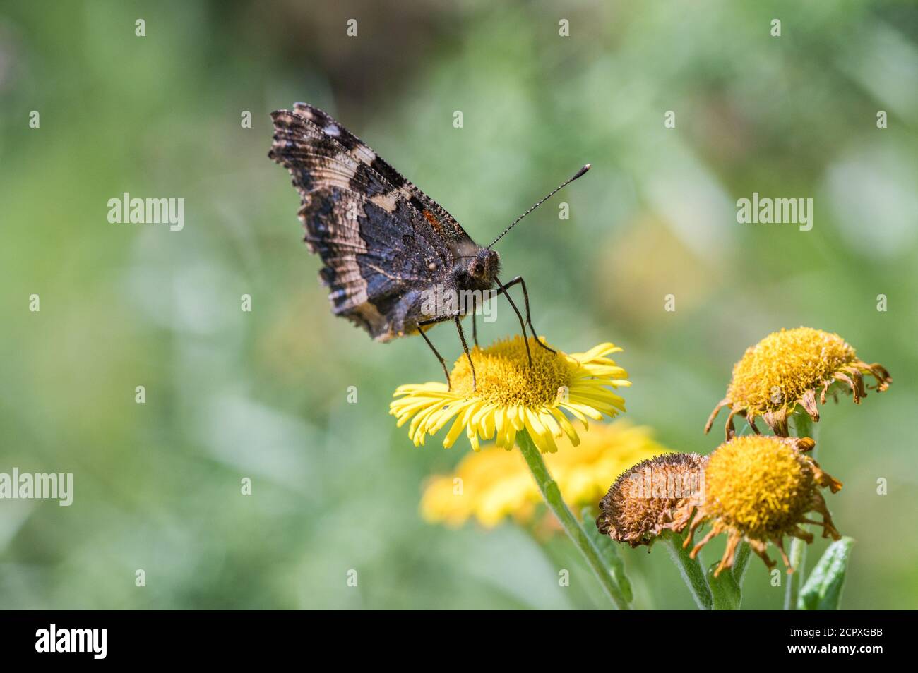 Small Tortoiseshell butterfly nectaring Stock Photo