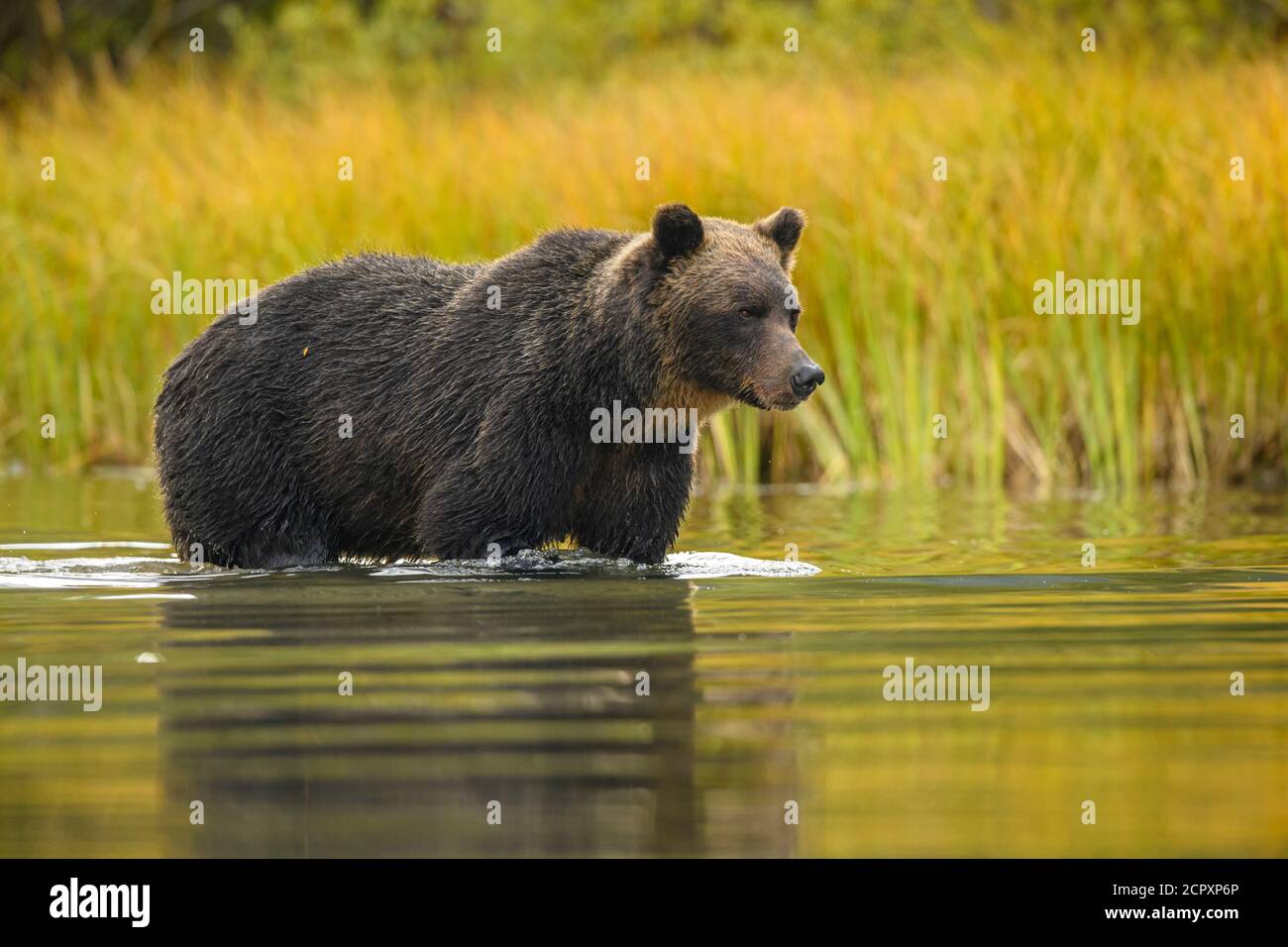 Grizzly bear (Ursus arctos) Mother bear hunting sockeye salmon