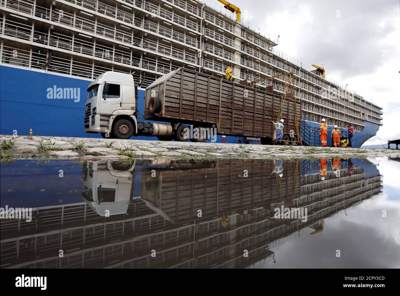 Cattle being loaded onto the Lebanese flag ship Nada at the port of Santos, Brazil, in December 2017