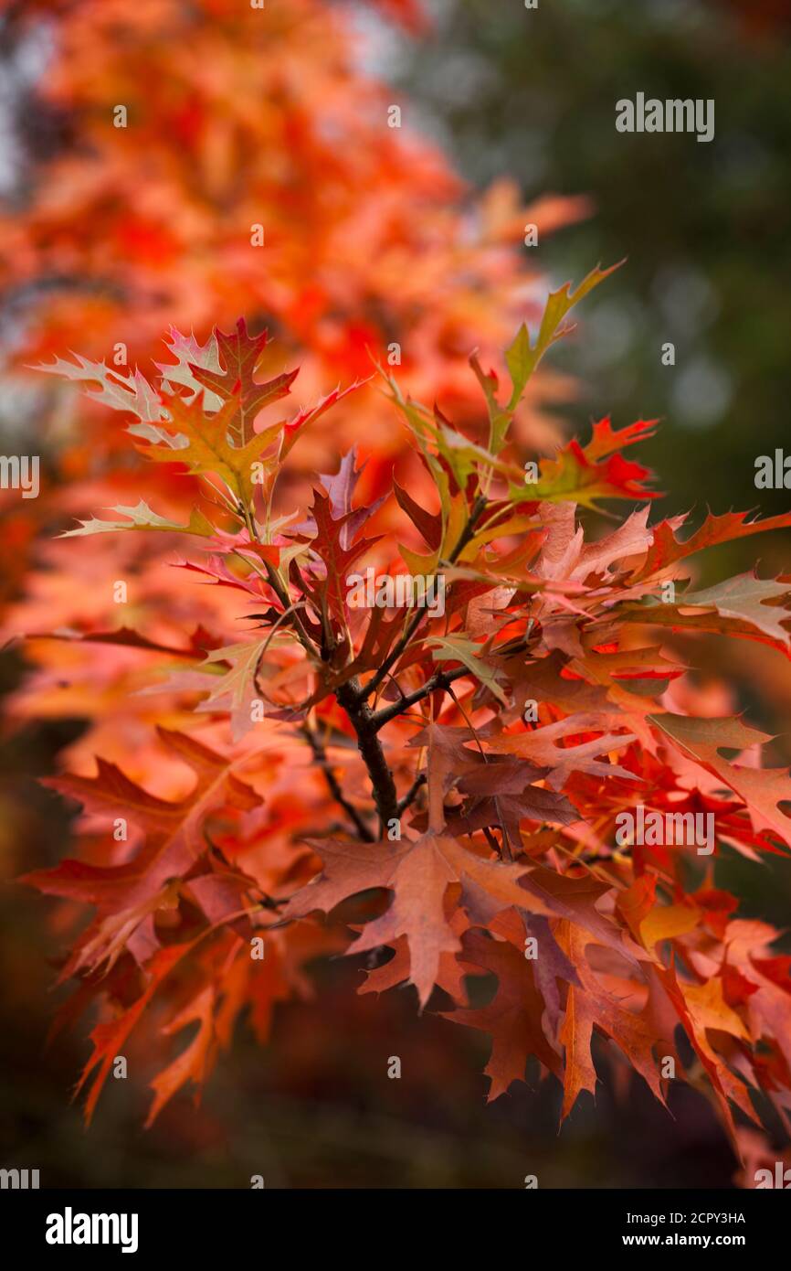Beautiful, vibrant orange leaves on a pin oak tree in autumn Stock ...