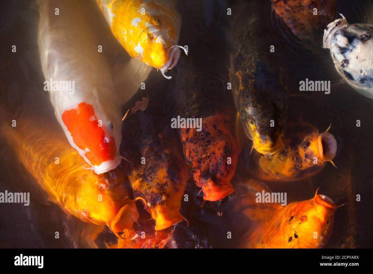 Beautiful, vibrant, colorful koi fish swimming in a koi pond Stock Photo